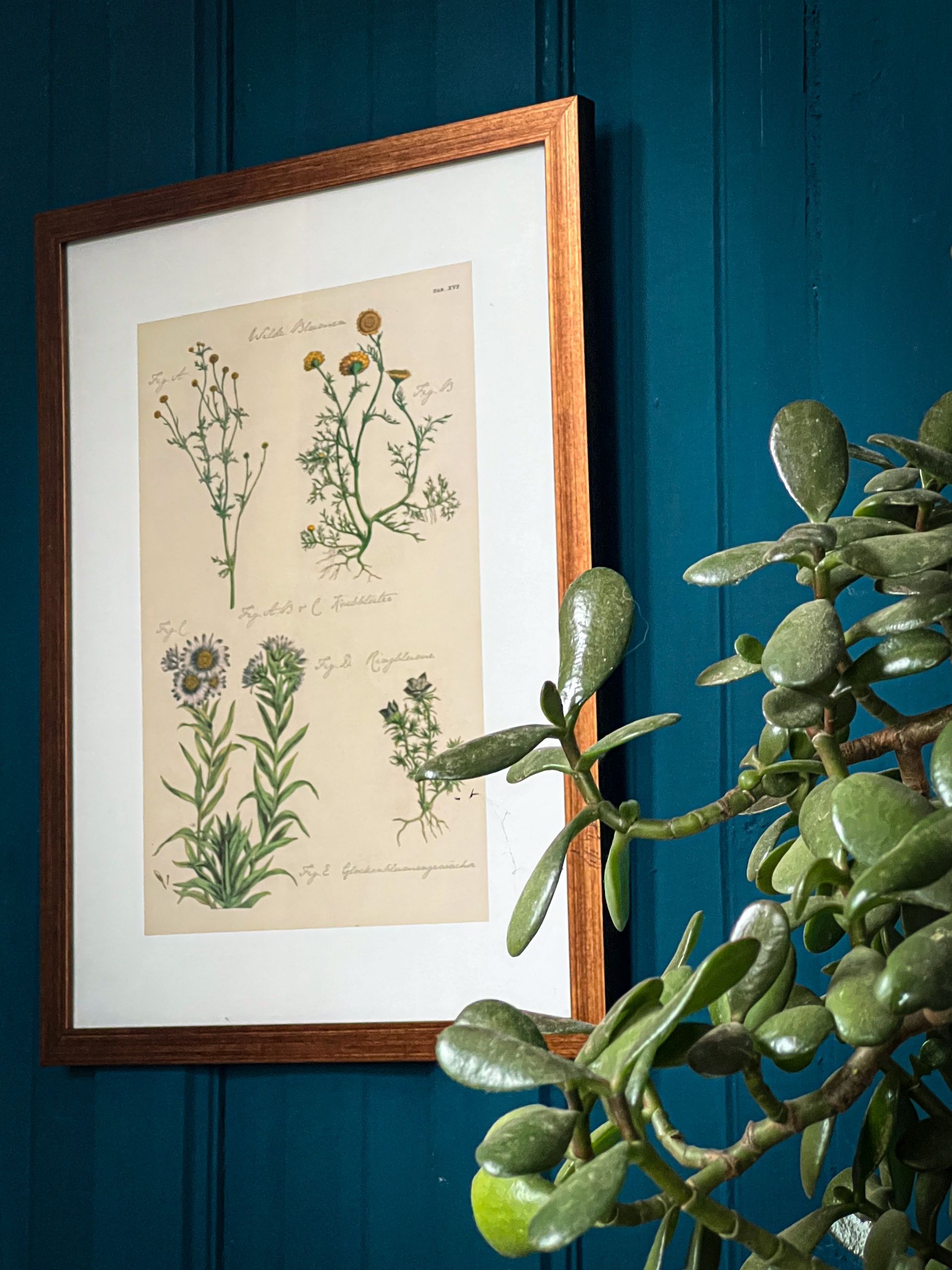 Framed botanical art hanging on a dark teal paneled wall next to a green jade plant.