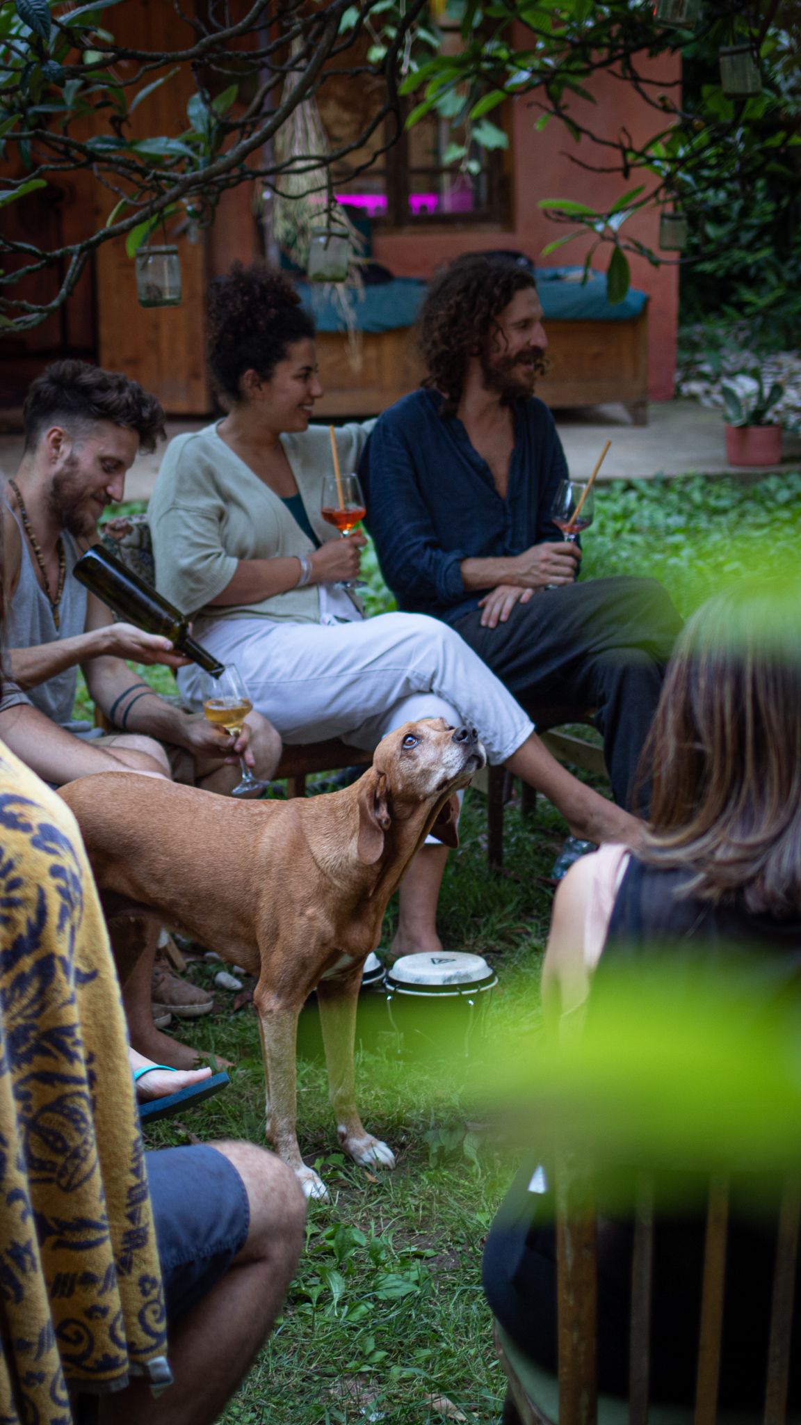 A group of people sitting in a garden, holding wine glasses as a dog stands in the foreground looking toward them.